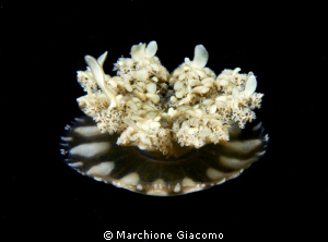 Jelly fish
Nikon D200 , 60 micro , twin strobo
Dumaguet... by Marchione Giacomo 